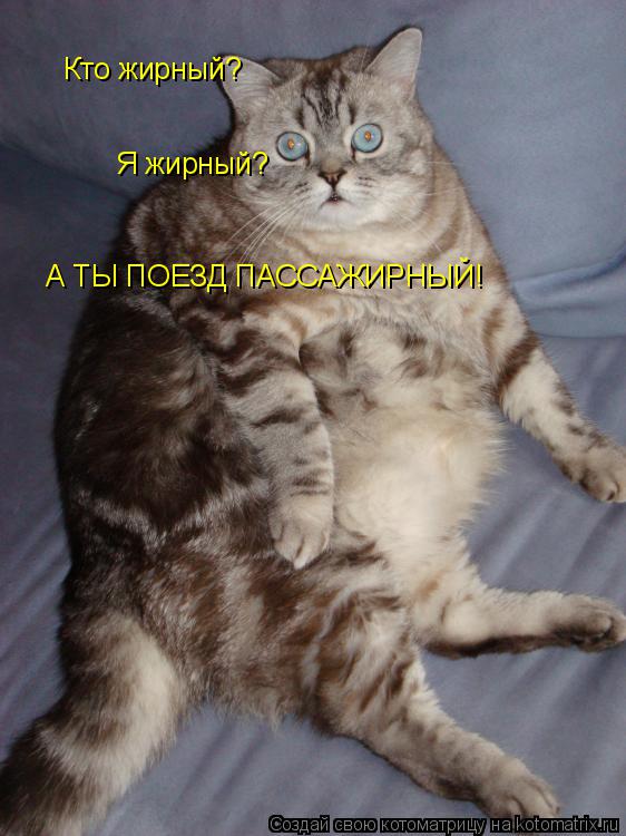 Кто жирный? Я жирный? А ТЫ ПОЕЗД ПАССАЖИРНЫЙ!... Котоматрица: Кто жирный? Я жирный? А ТЫ ПОЕЗД ПАССАЖИРНЫЙ!