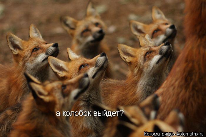 Котоматрица: а колобок выйдет?