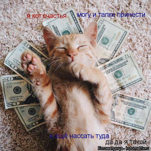 я кот счастья могу и тапки принести а ещё нассать туда да да я такой... Котоматрица: я кот счастья могу и тапки принести а ещё нассать туда да да я такой