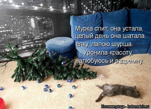 Котоматрица: целый день она шатала, Мурка спит, она устала, ёлку, лапою шурша. Уронила красоту, налюбуюсь и вздремну.