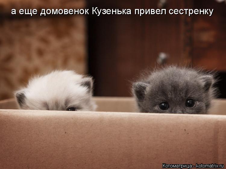 Котоматрица: а еще домовенок Кузенька привел сестренку