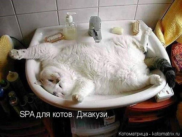 SPA для котов. Джакузи.... Котоматрица: SPA для котов. Джакузи.