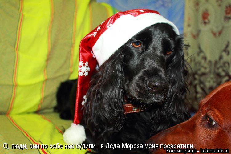 О, люди, они по себе нас судили : в Деда Мороза меня превратили.... Котоматрица: О, люди, они по себе нас судили : в Деда Мороза меня превратили.