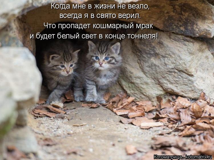 Котоматрица: Когда мне в жизни не везло, всегда я в свято верил. Что пропадет кошмарный мрак и будет белый свет в конце тоннеля!