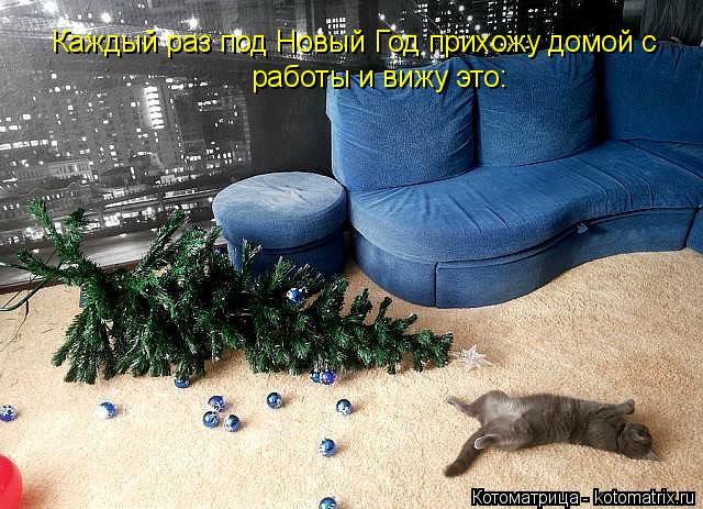 Котоматрица: Каждый раз под Новый Год прихожу домой с работы и вижу это: