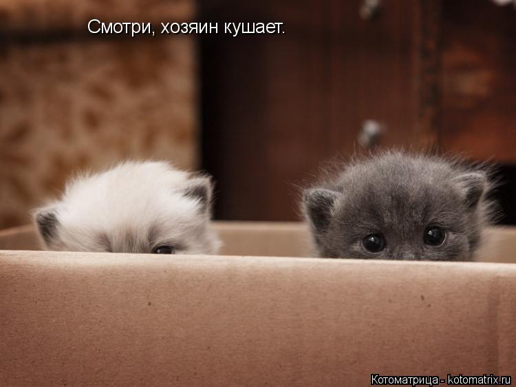 Котоматрица: Смотри, хозяин кушает.