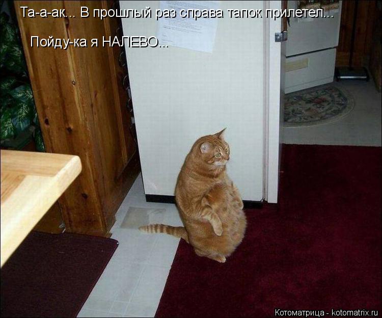 Та-а-ак... В прошлый раз справа тапок прилетел... Пойду-ка я НАЛЕВО...... Котоматрица: Та-а-ак... В прошлый раз справа тапок прилетел... Пойду-ка я НАЛЕВО...