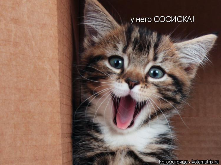 Котоматрица: у него СОСИСКА!