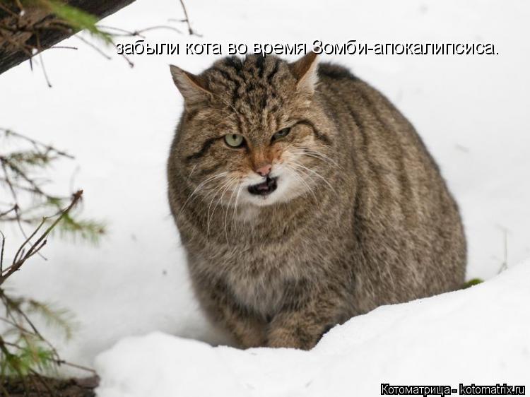 Котоматрица: забыли кота во время Зомби-апокалипсиса.