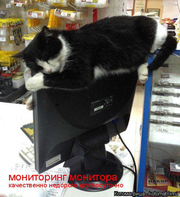 Котоматрица: мониторинг монитора качественно недорого круглосуточно