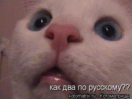 как два по русскому??... Котоматрица: как два по русскому??