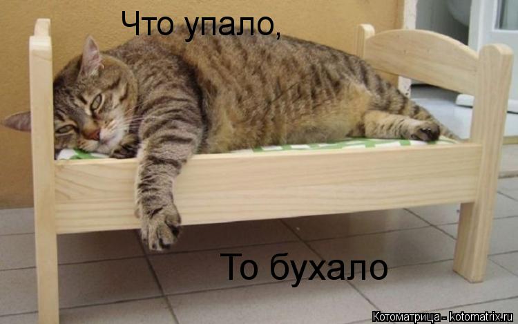 Котоматрица: То бухало Что упало,
