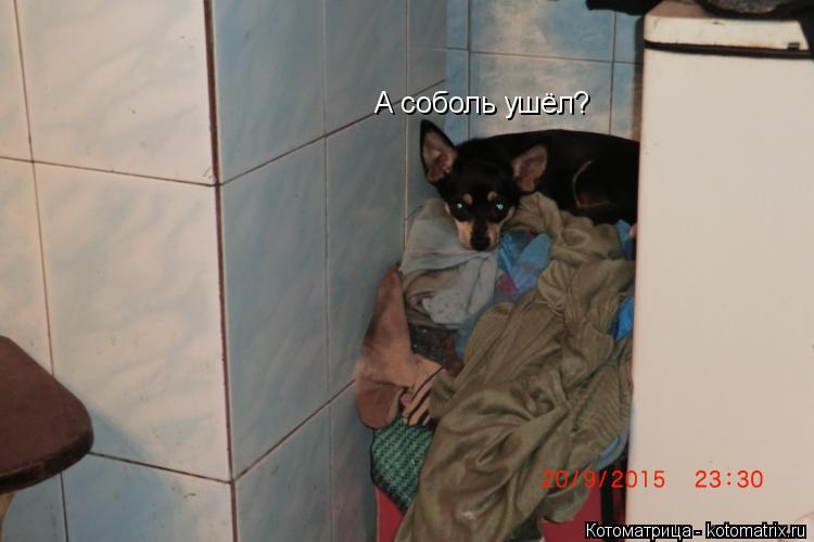 А соболь ушёл?... Котоматрица: А соболь ушёл?