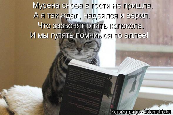Котоматрица: Мурена снова в гости не пришла. А я так ждал, надеялся и верил. Что зазвонят опять колокола. И мы гулять помчимся по аллее!