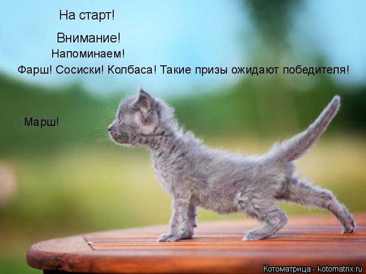 На старт! Внимание! Фарш! Сосиски! Колбаса! Такие призы ожидают победителя! Напоминаем! Марш!... Котоматрица: На старт! Внимание! Фарш! Сосиски! Колбаса! Такие призы ожидают победителя! Напоминаем! Марш!