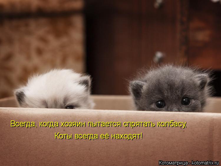 Котоматрица: Всегда, когда хозяин пытается спрятать колбасу, Коты всегда её находят!