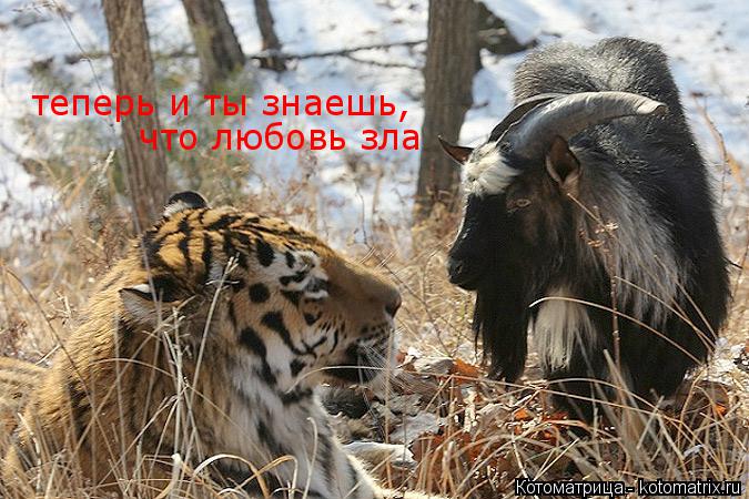 теперь и ты знаешь, что любовь зла... Котоматрица: теперь и ты знаешь, что любовь зла