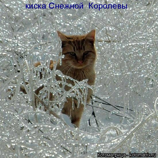 Котоматрица: киска Снежной  Королевы