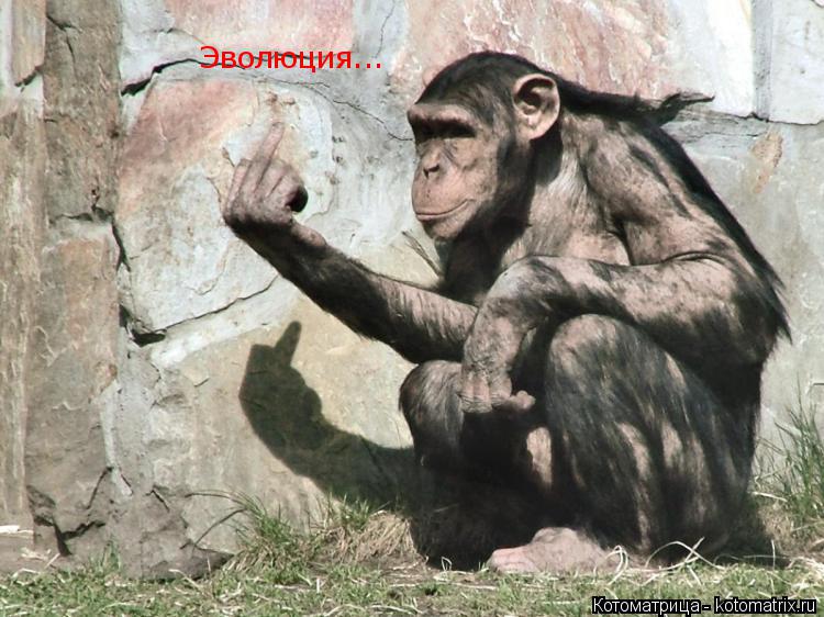 Эволюция...... Котоматрица: Эволюция...