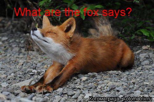 Котоматрица: What are the fox says?