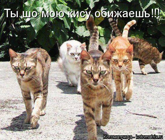 Котоматрица: Ты шо мою кису обижаешь!!!