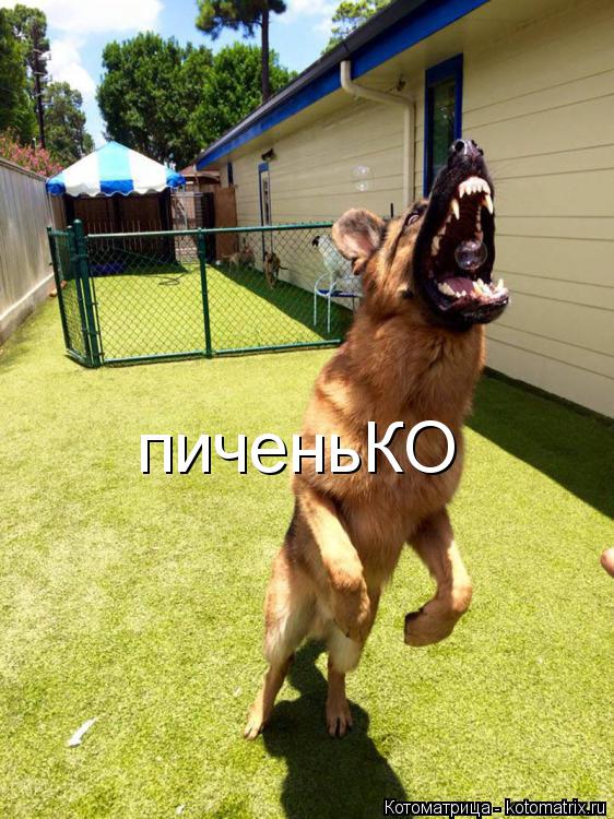 пиченьКО... Котоматрица: пиченьКО