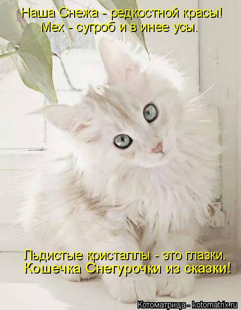 Мех - сугроб и в инее усы. Кошечка Снегурочки из сказки! Наша Снежа - редкостной красы! Льдистые крис... Котоматрица: Мех - сугроб и в инее усы. Кошечка Снегурочки из сказки! Наша Снежа - редкостной красы! Льдистые кристаллы - это глазки.