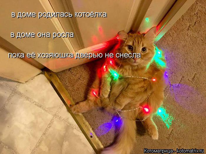 Котоматрица: в доме родилась котоёлка в доме она росла пока её хозяюшка дверью не снесла