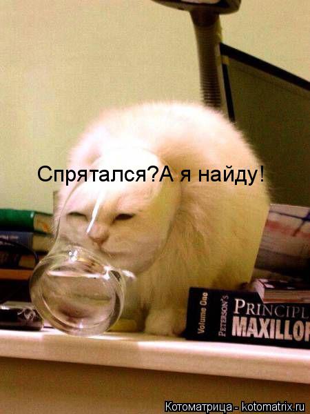 Спрятался?А я найду!... Котоматрица: Спрятался?А я найду!
