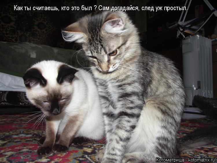 Котоматрица: Как ты считаешь, кто это был ? Сам догадайся, след уж простыл.