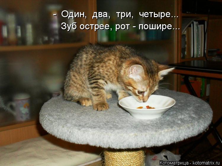 - Один, два, три, четыре... Зуб острее, рот - пошире...... Котоматрица: - Один, два, три, четыре... Зуб острее, рот - пошире...
