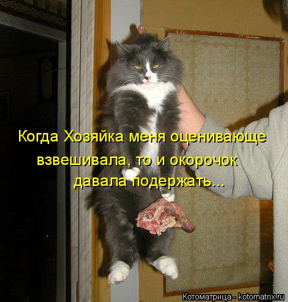 Когда Хозяйка меня оценивающе взвешивала, то и окорочок давала подержать...... Котоматрица: Когда Хозяйка меня оценивающе взвешивала, то и окорочок давала подержать...