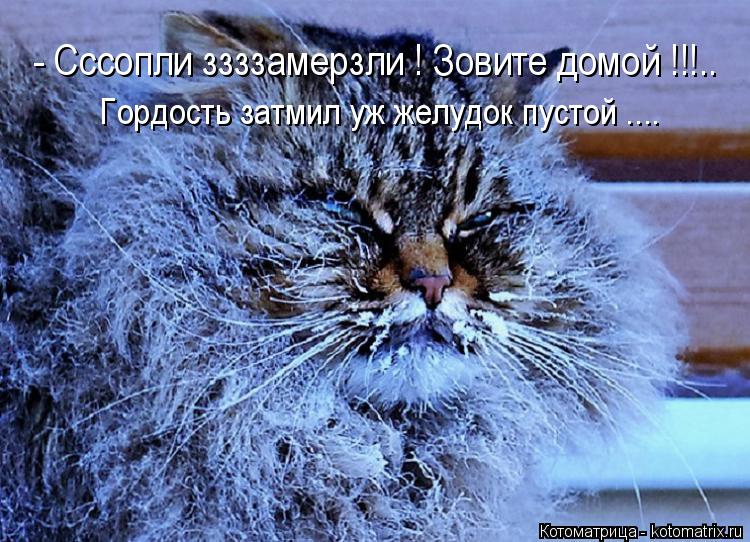 Котоматрица: - Сссопли ззззамерзли ! Зовите домой !!!.. Гордость затмил уж желудок пустой ....