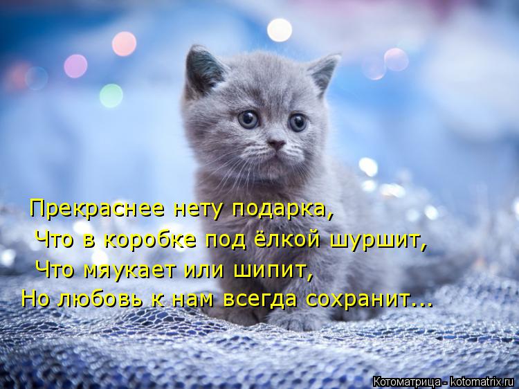 Котоматрица: Прекраснее нету подарка, Что в коробке под ёлкой шуршит, Что мяукает или шипит, Но любовь к нам всегда сохранит...
