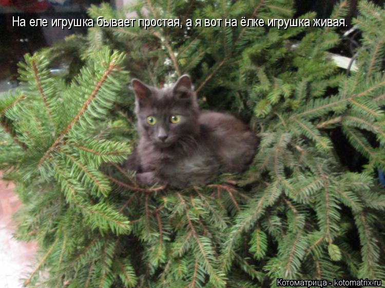 Котоматрица: На еле игрушка бывает простая, а я вот на ёлке игрушка живая.
