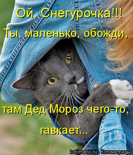 Ой, Снегурочка!!! Ты, маленько, обожди, там Дед Мороз чего-то, гавкает...... Котоматрица: Ой, Снегурочка!!! Ты, маленько, обожди, там Дед Мороз чего-то, гавкает...