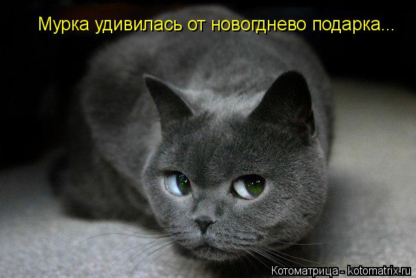 Мурка удивилась от новогднево подарка...... Котоматрица: Мурка удивилась от новогднево подарка...