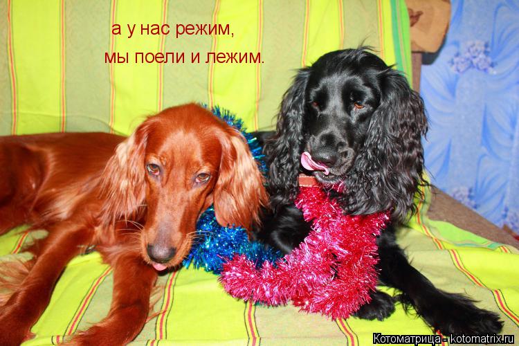 а у нас режим, а у нас режим мы поели и лежим.... Котоматрица: а у нас режим, а у нас режим мы поели и лежим.