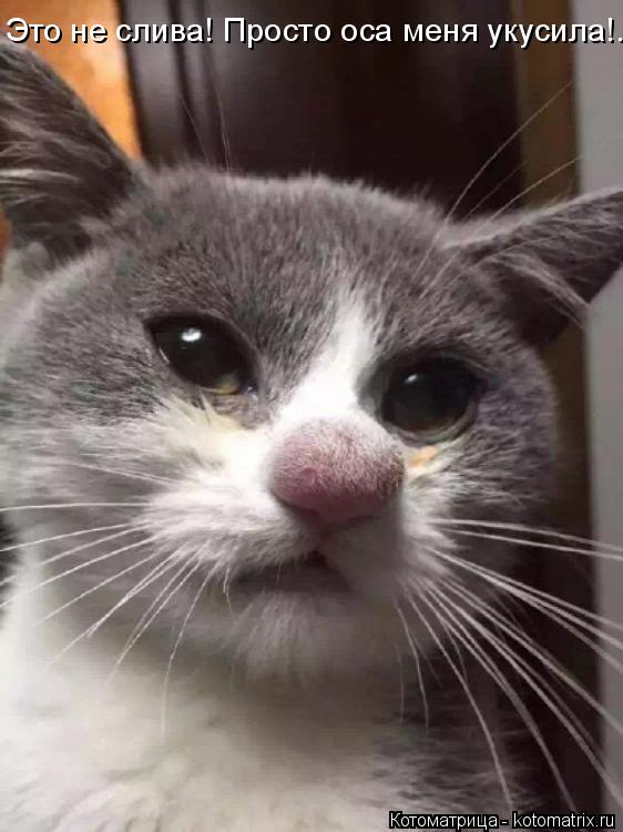 Котоматрица: Это не слива! Просто оса меня укусила!..
