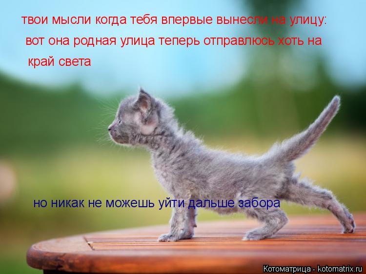 Котоматрица: твои мысли когда тебя впервые вынесли на улицу: вот она родная улица теперь отправлюсь хоть на  край света но никак не можешь уйти дальше за