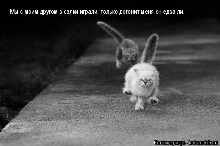 Котоматрица: Мы с моим другом в салки играли, только догонит меня он едва ли.