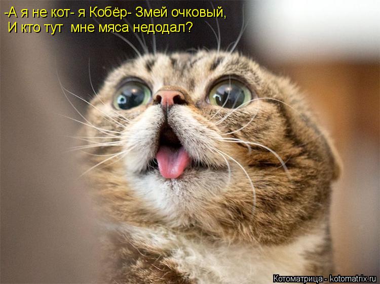 -А я не кот- я Кобёр- Змей очковый, И кто тут мне мяса недодал?... Котоматрица: -А я не кот- я Кобёр- Змей очковый, И кто тут мне мяса недодал?