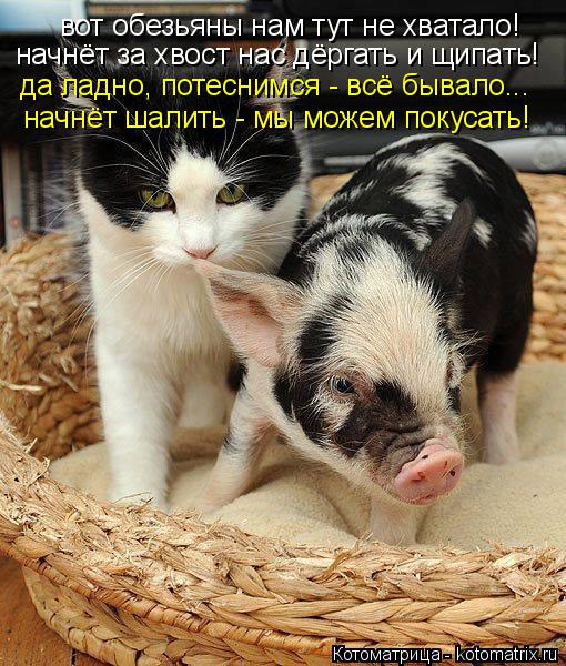 вот обезьяны нам тут не хватало! начнёт за хвост нас дёргать и щипать! да ладно, потеснимся - всё быв... Котоматрица: вот обезьяны нам тут не хватало! начнёт за хвост нас дёргать и щипать! да ладно, потеснимся - всё бывало... начнёт шалить - мы можем покусать!