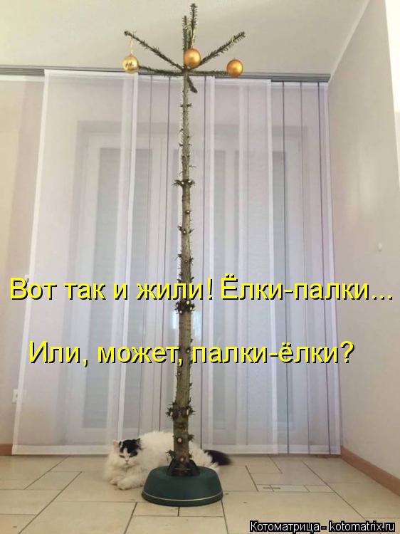 Котоматрица: Вот так и жили! Ёлки-палки...  Или, может, палки-ёлки?