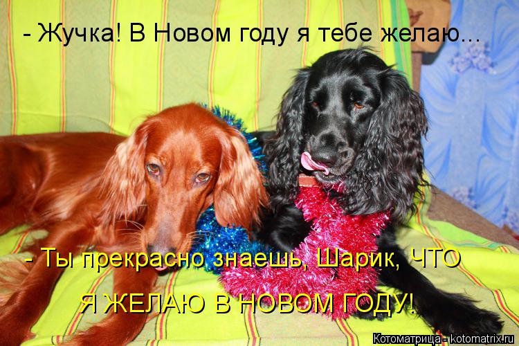 - Жучка! В Новом году я тебе желаю... - Ты прекрасно знаешь, Шарик, ЧТО Я ЖЕЛАЮ В НОВОМ ГОДУ!... Котоматрица: - Жучка! В Новом году я тебе желаю... - Ты прекрасно знаешь, Шарик, ЧТО Я ЖЕЛАЮ В НОВОМ ГОДУ!