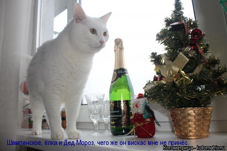 Котоматрица: Шампанское, ёлка и Дед Мороз, чего же он вискас мне не принёс.