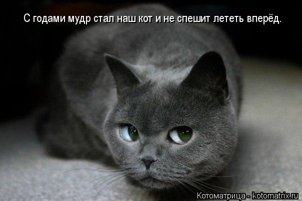 Котоматрица: С годами мудр стал наш кот и не спешит лететь вперёд.