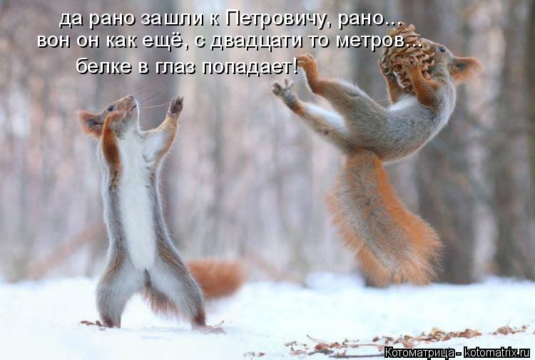 да рано зашли к Петровичу, рано... вон он как ещё, с двадцати то метров... белке в глаз попадает!... Котоматрица: да рано зашли к Петровичу, рано... вон он как ещё, с двадцати то метров... белке в глаз попадает!