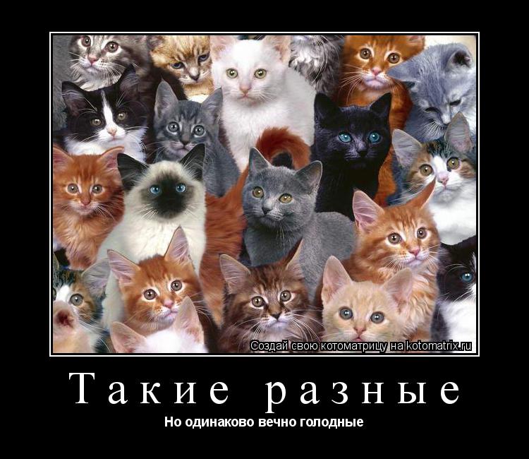 Такие разные Но одинаково вечно голодные... Котоматрица: Такие разные Но одинаково вечно голодные
