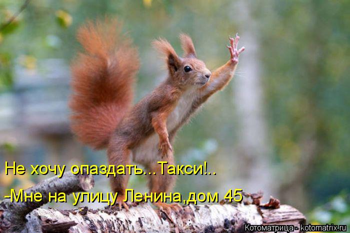 Не хочу опаздать...Такси!.. -Мне на улицу Ленина,дом 45... Котоматрица: Не хочу опаздать...Такси!.. -Мне на улицу Ленина,дом 45